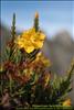 Flores del Paramo (14)